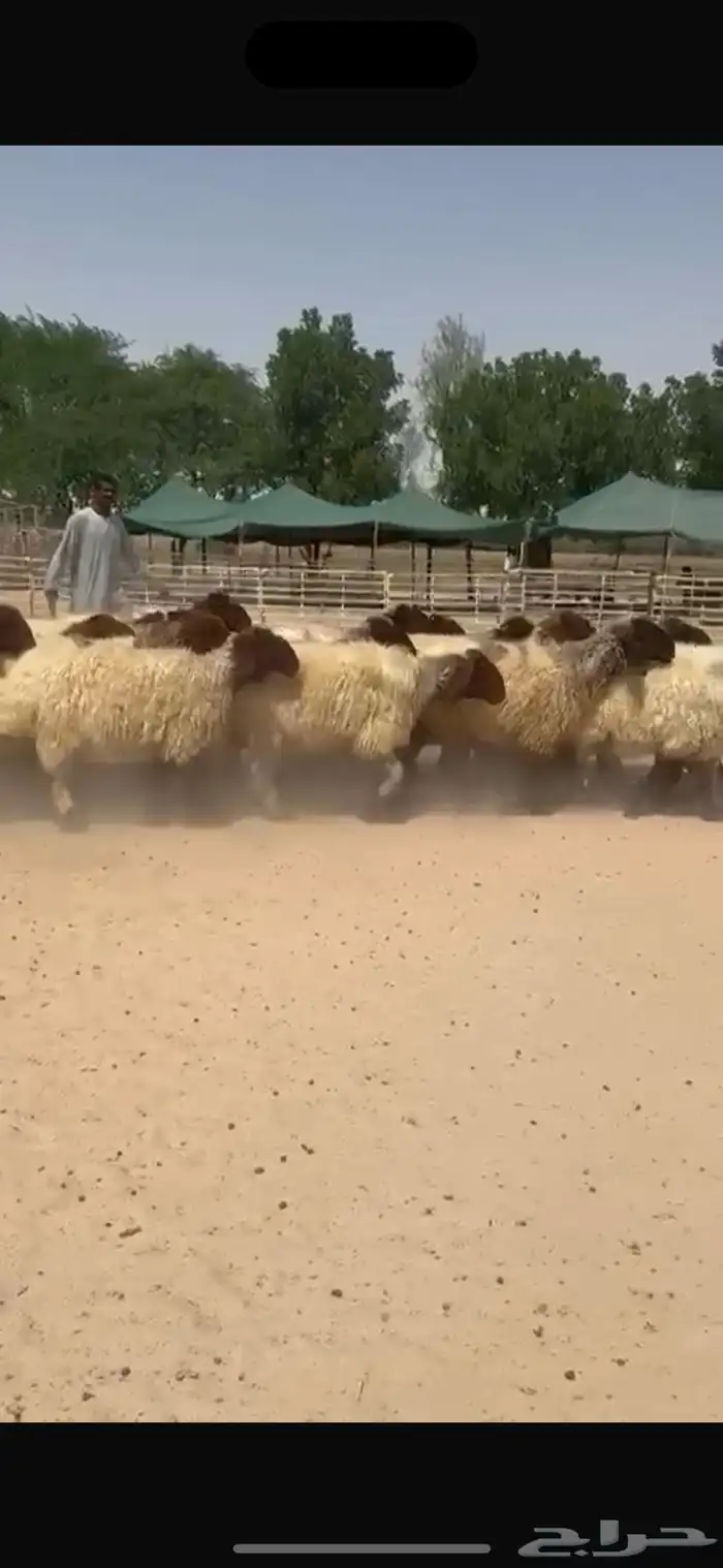 غنم نعيم صنف للبيع 0