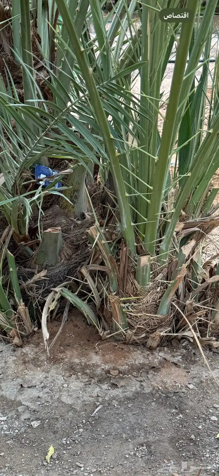 نخل خلاص سبيل لوجه الله 0