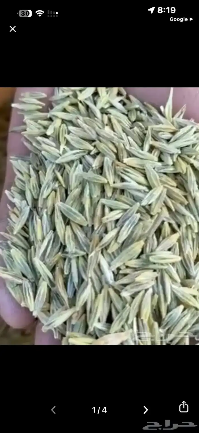 سويقه حب 1