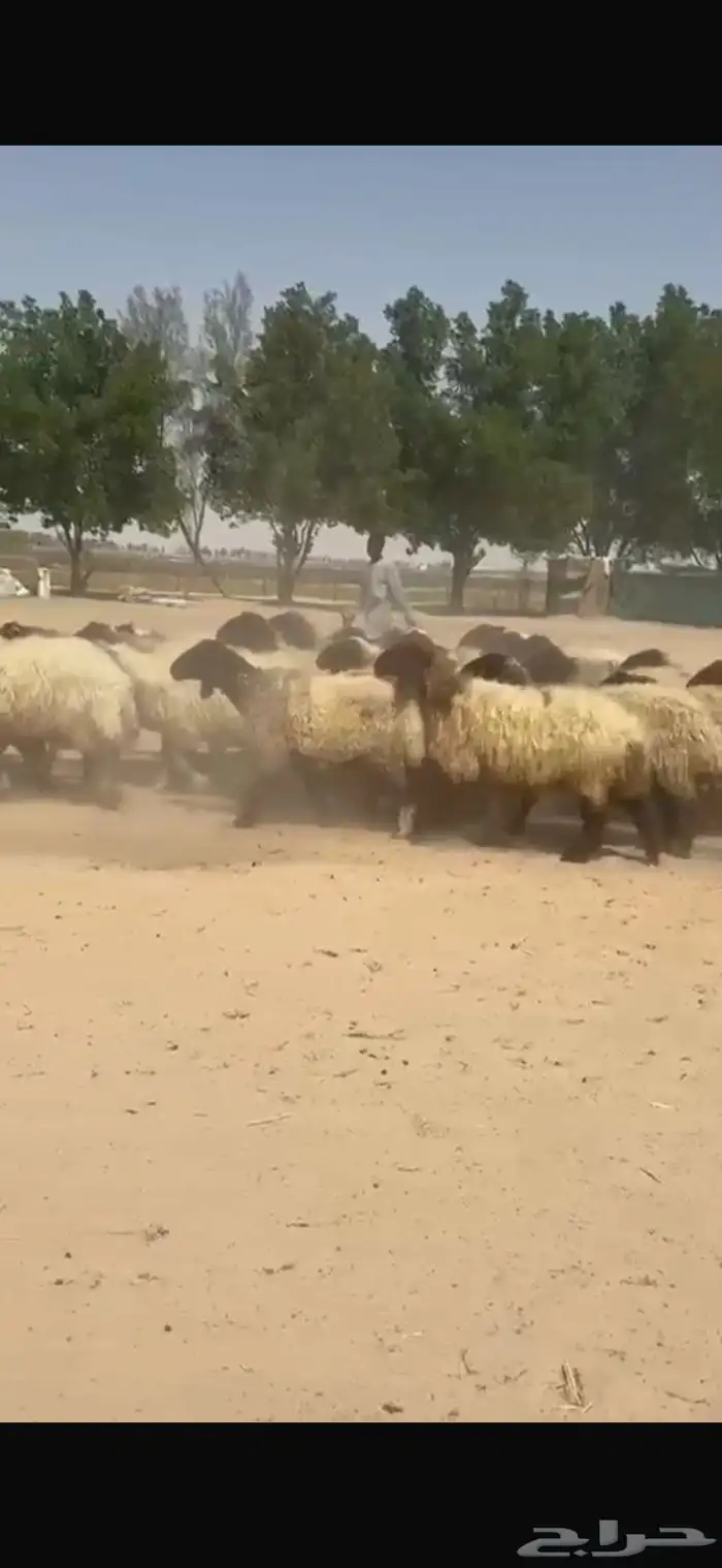 غنم نعيم صنف للبيع 4