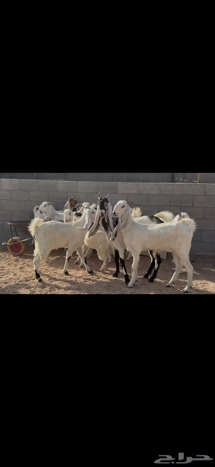جذعات وثنوات مطوره 5