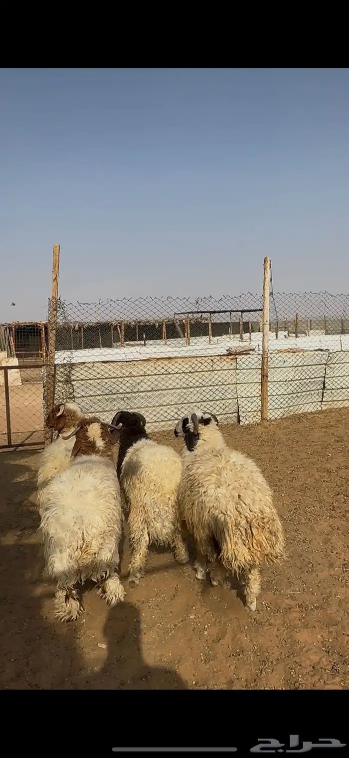 ذبايح نعيمي الخرج 2
