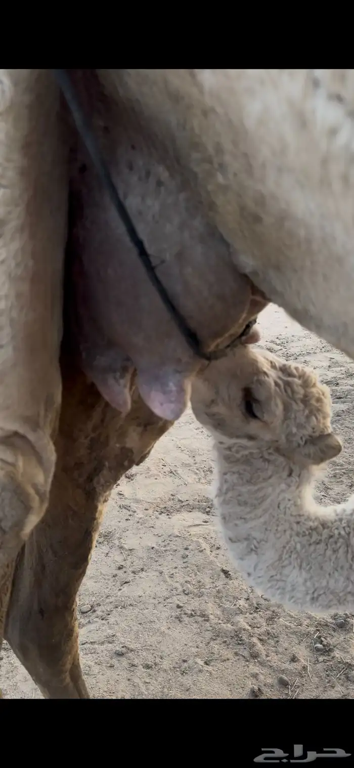 خلفه وضحا برد هداوه وحليب وزين الحليب سطل وهديه 21