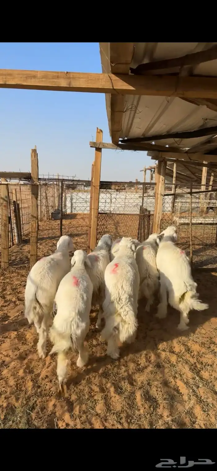 خرفان ورخال حري ( تم البيع ) 0