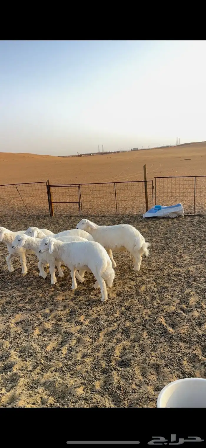 بهم حري مقفل شحم 0