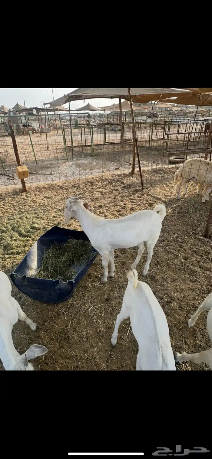 تيس للبيع ( تم البيع) 1