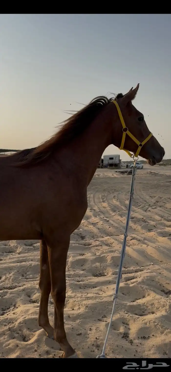 مهره شعبية للبيع 1