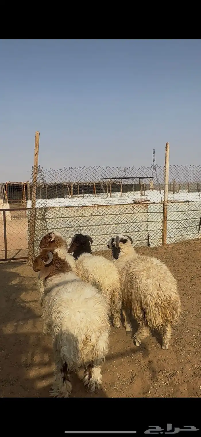ذبايح نعيمي الخرج 1