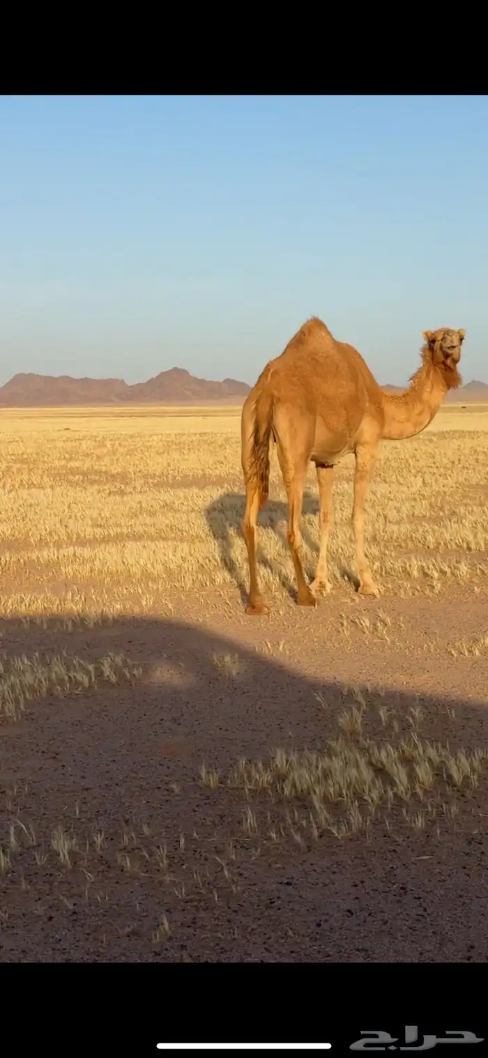 ذلول للبيع 2