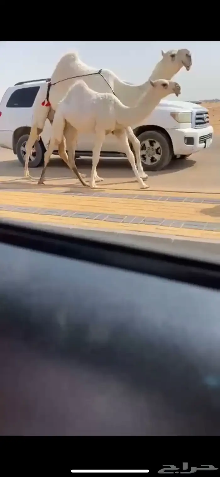 عشرا وضحا رمانيه ع رمان ابو يد 1