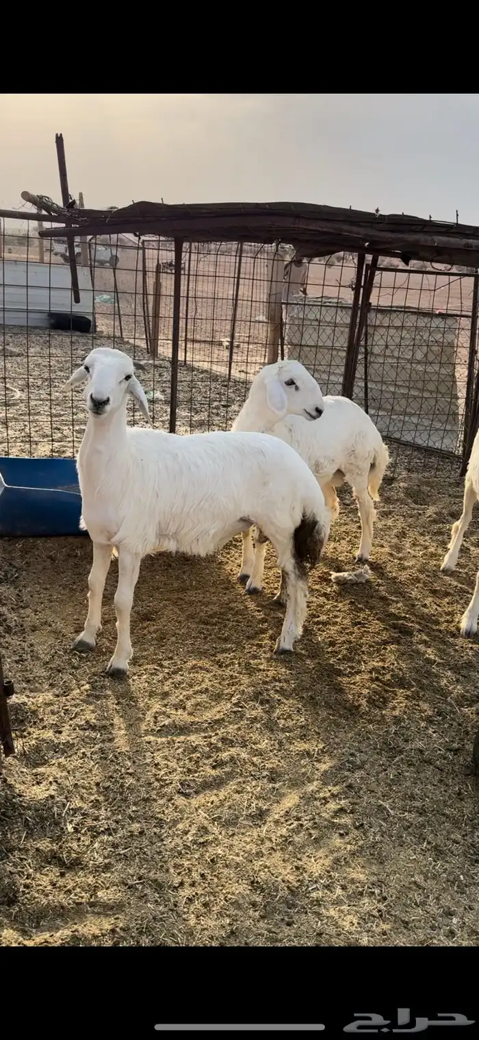 طليان حري ذبايح 1