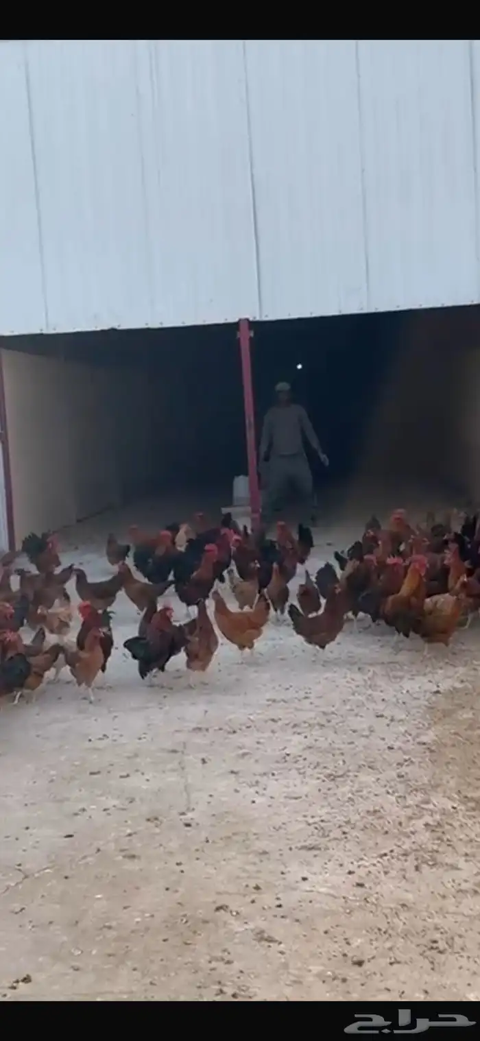 دجاج فرنسي بشاير جمله 1