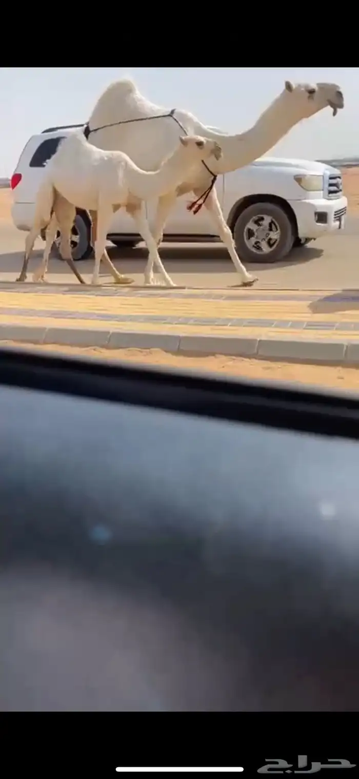 عشرا وضحا رمانيه ع رمان ابو يد 0