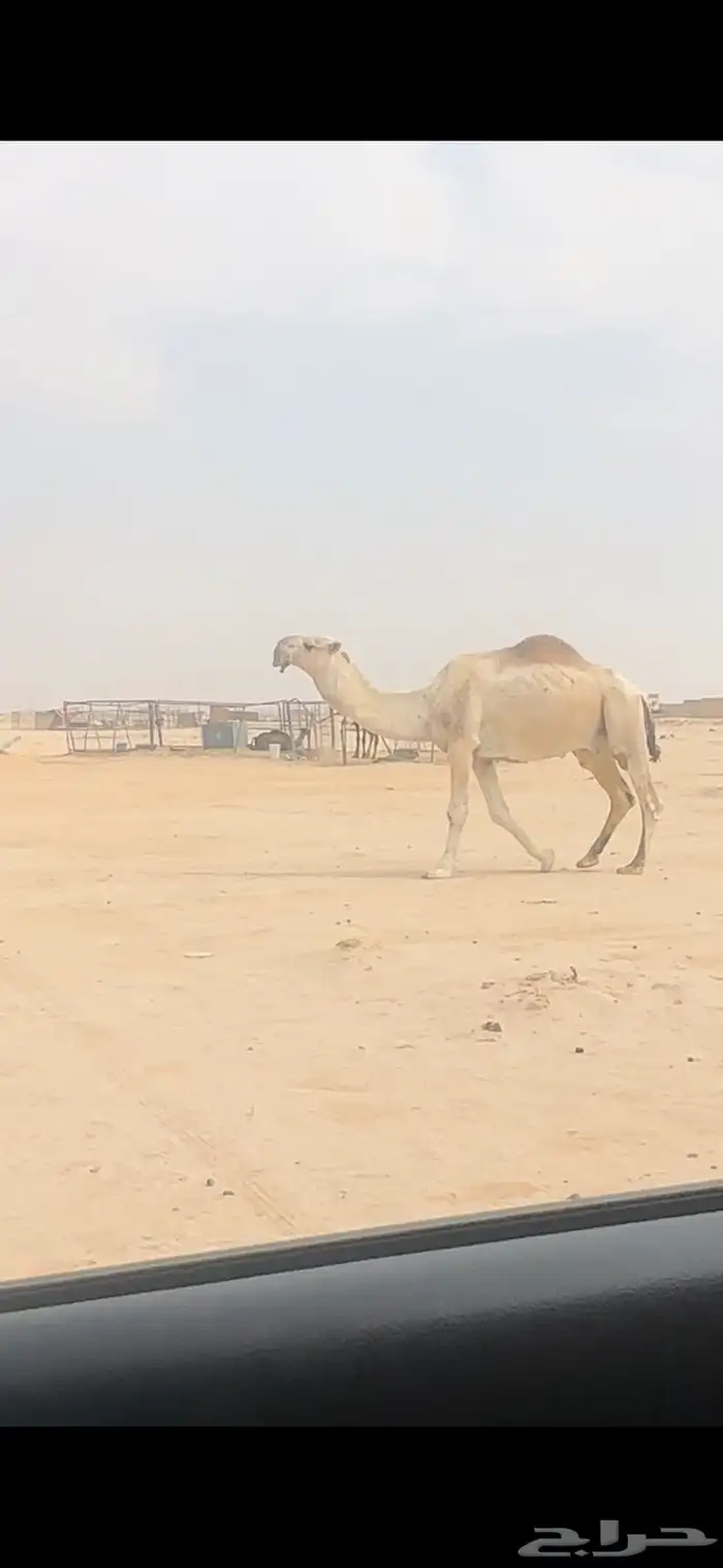 لقحه قريب 2
