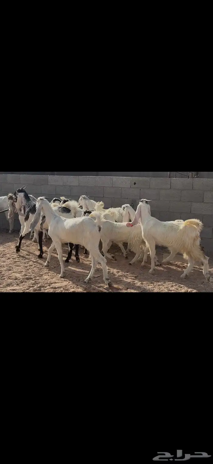 جذعات وثنوات مطوره 11