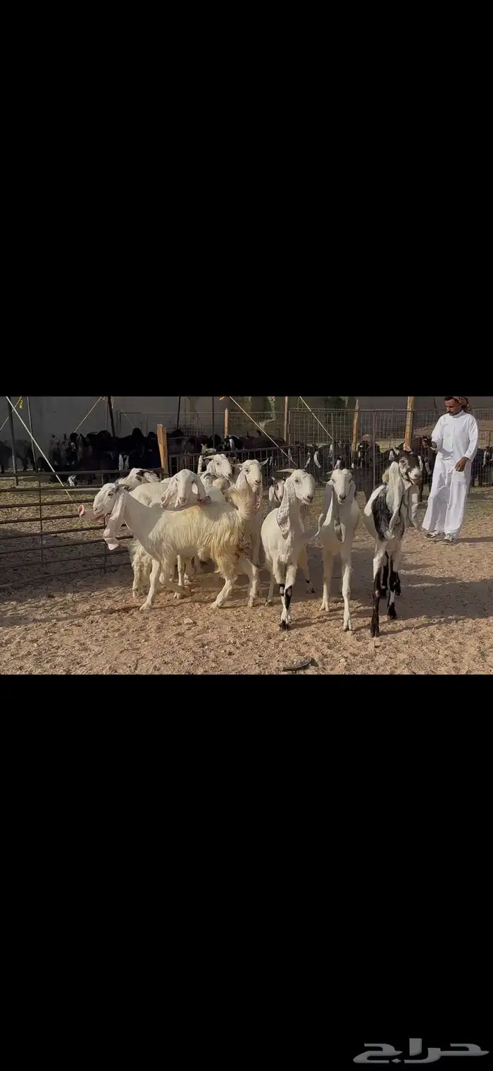 جذعات وثنوات مطوره 8