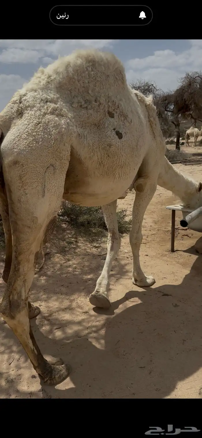 خلفه وضحا برد هداوه وحليب وزين الحليب سطل وهديه 20
