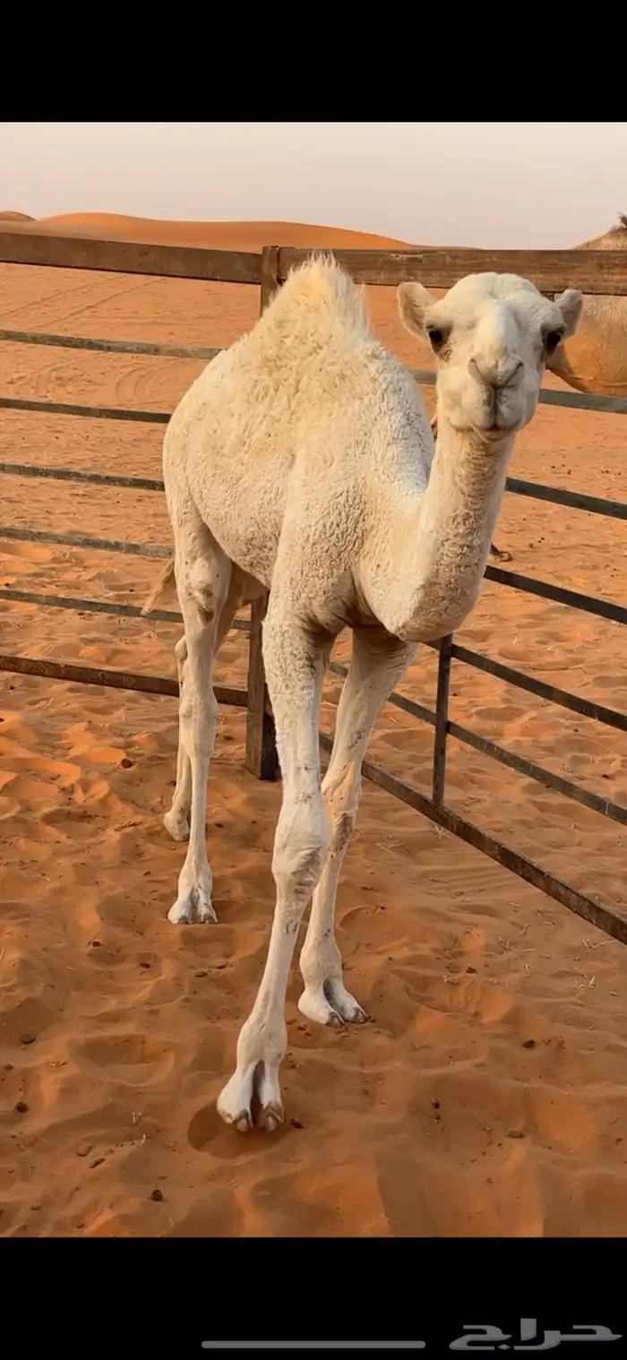قعود للبيع الموقع قريب من ام سديره 3