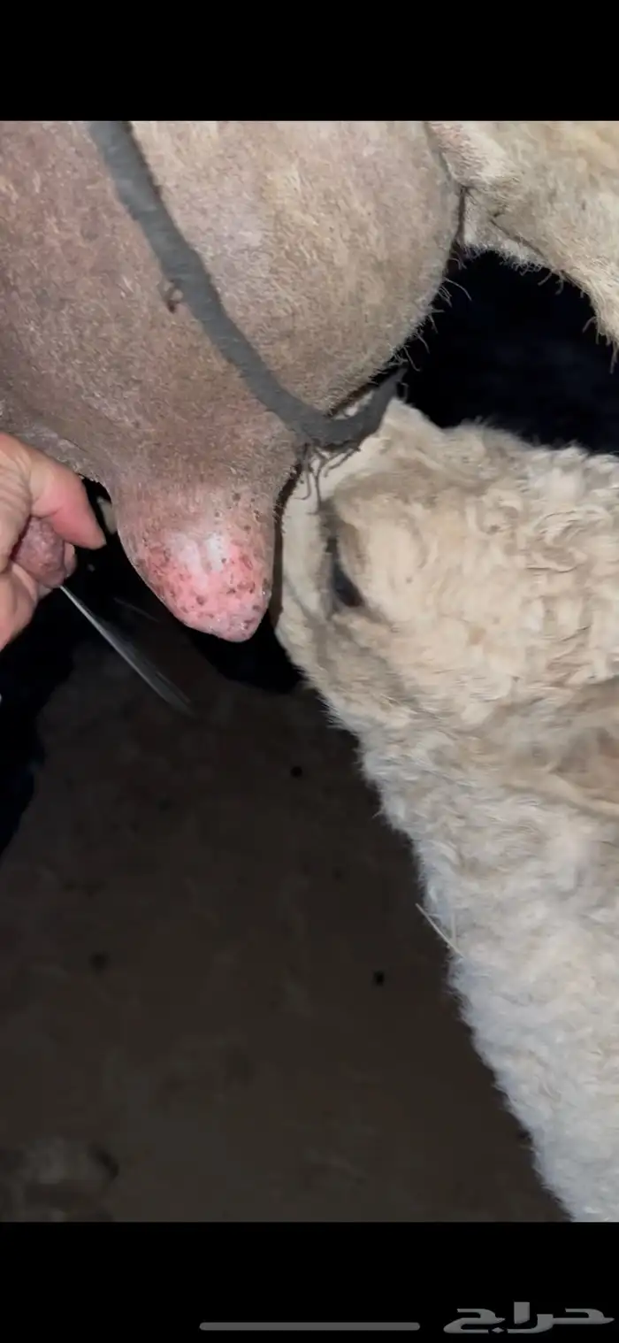 خلفه وضحا برد هداوه وحليب وزين الحليب سطل وهديه 11