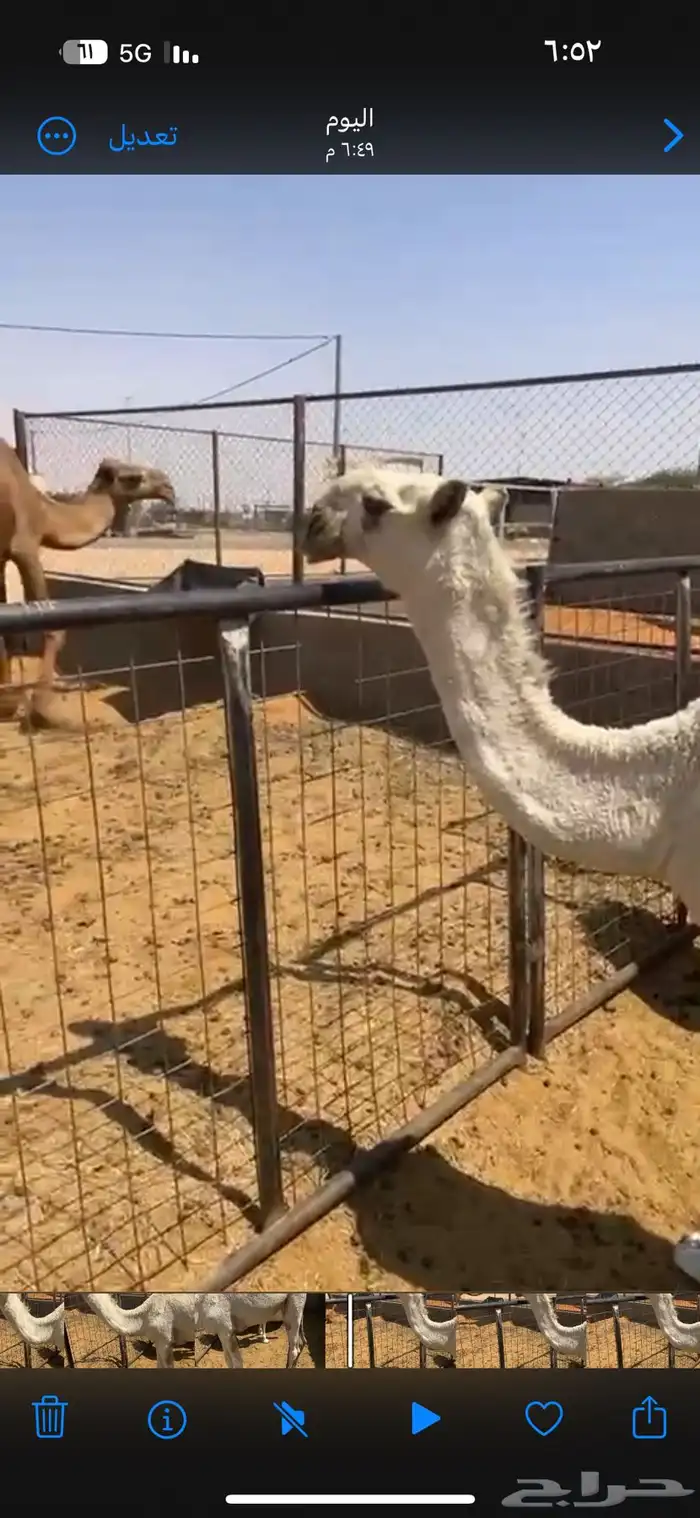 للبيع حواره لوفا 1