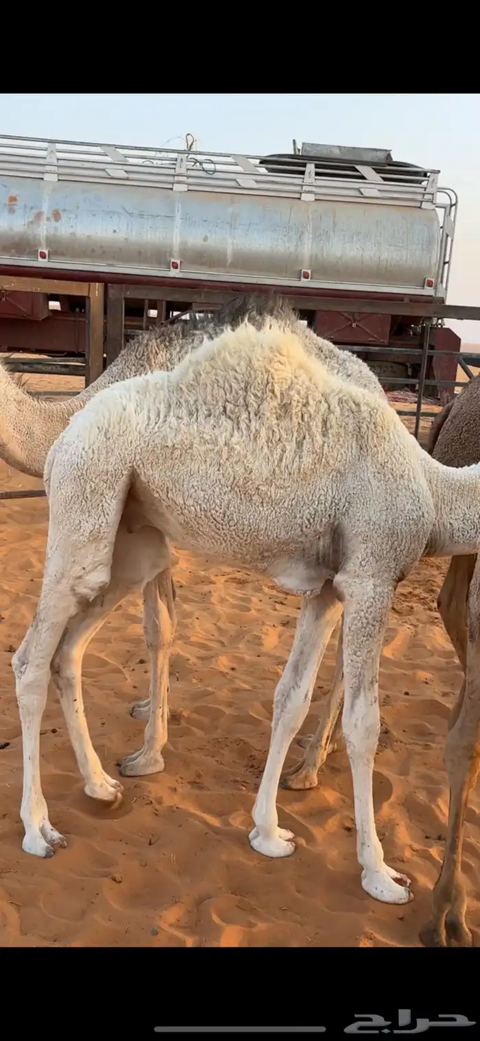 قعود للبيع الموقع قريب من ام سديره 0
