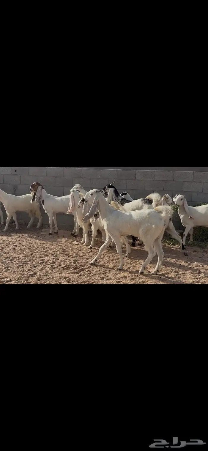 جذعات وثنوات مطوره 14