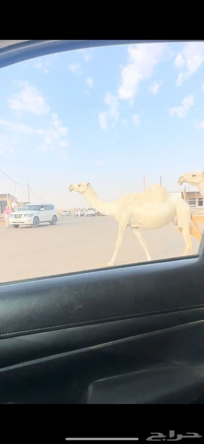 لقحه قريب 0