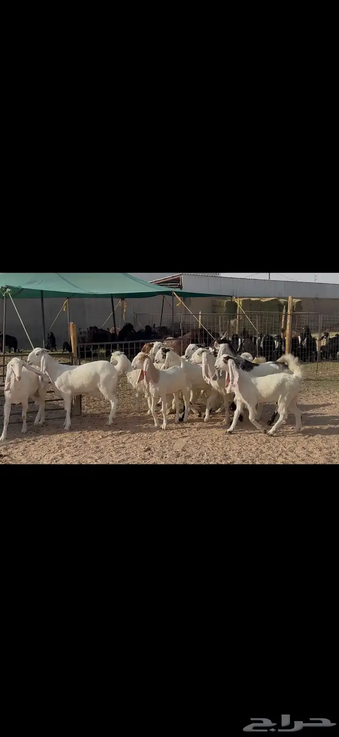 جذعات وثنوات مطوره 0