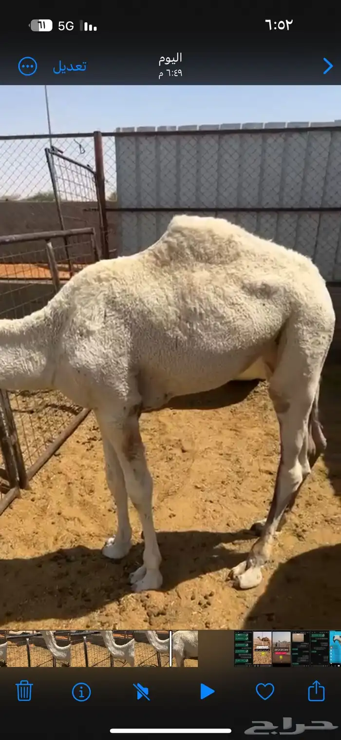 للبيع حواره لوفا 2