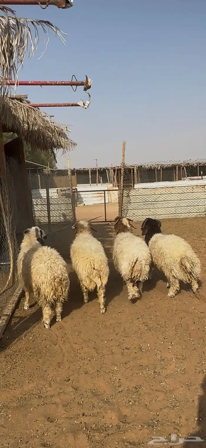 ذبايح نعيمي الخرج 0