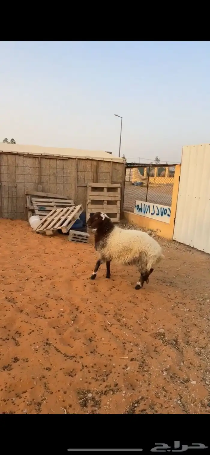 خروف نعيمي 3