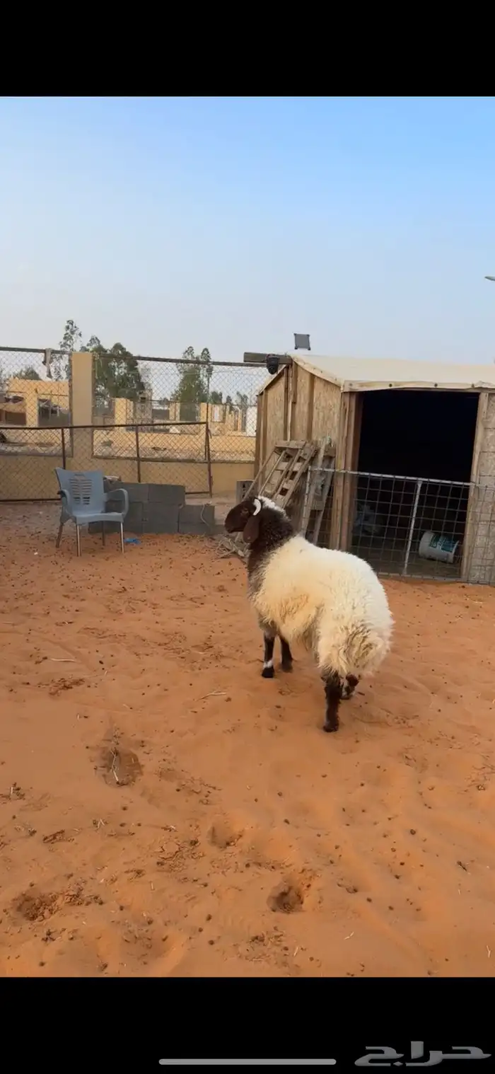 خروف نعيمي 0