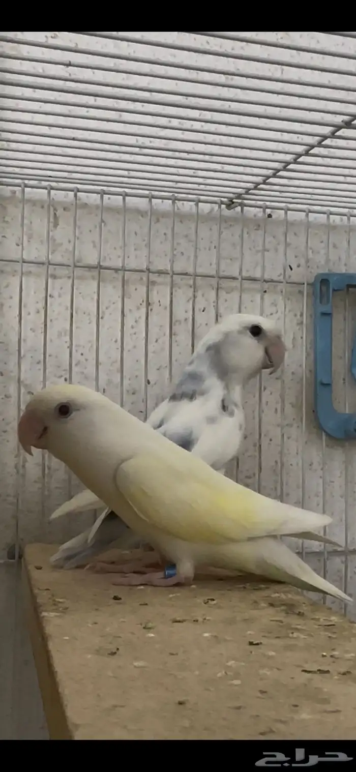 جوز روز 0