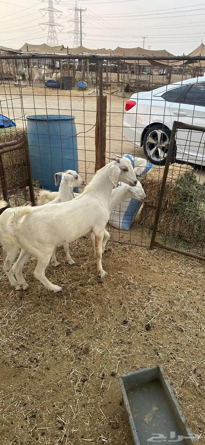 تيس للبيع ( تم البيع) 0