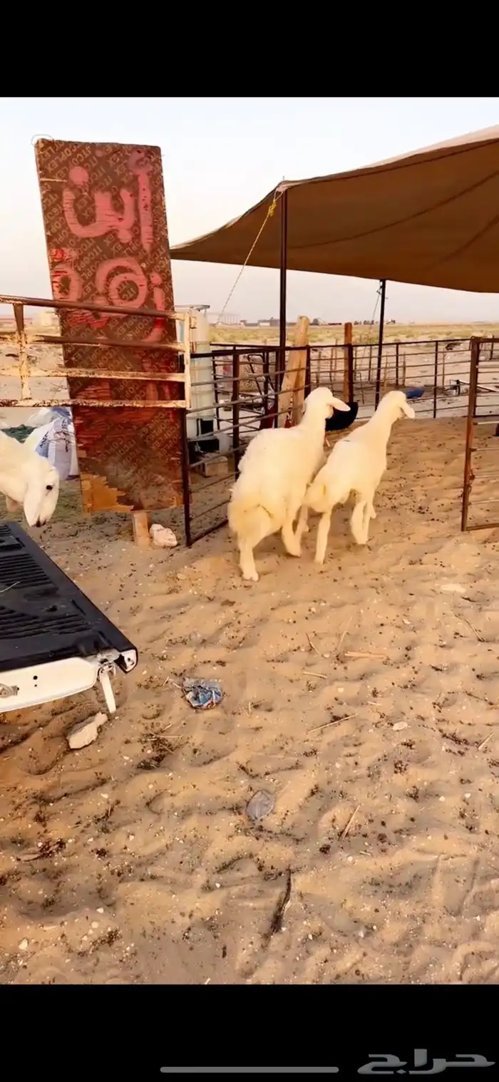 خرفان 0