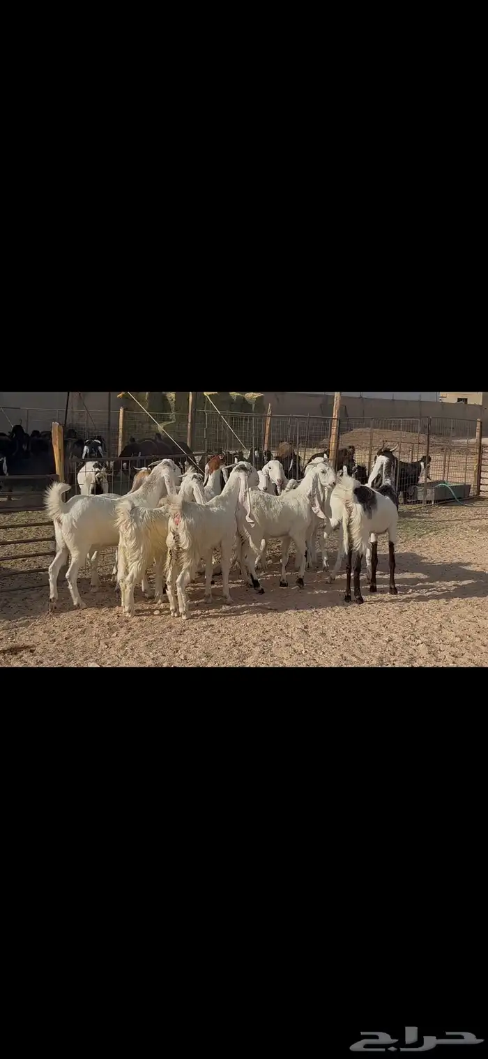 جذعات وثنوات مطوره 6