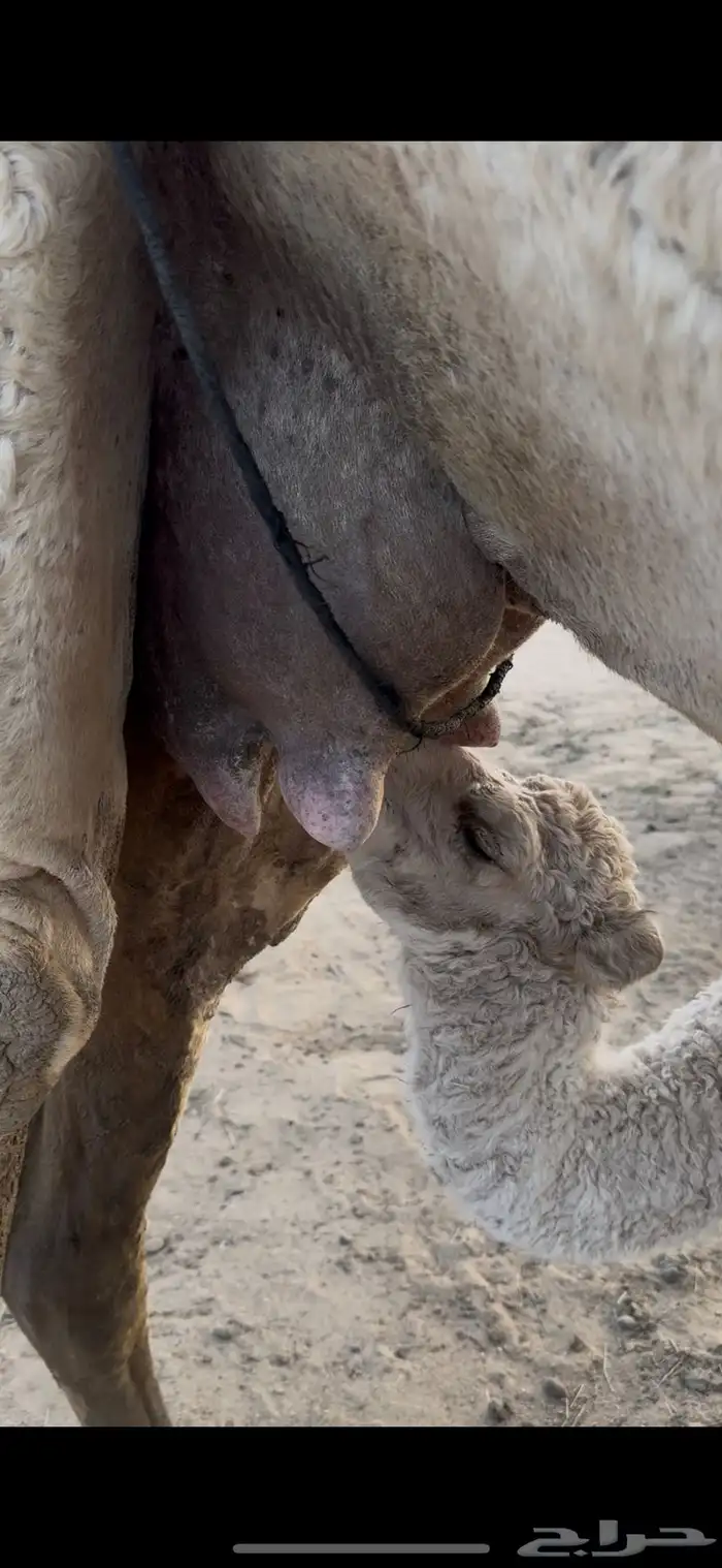 خلفه وضحا برد هداوه وحليب وزين الحليب سطل وهديه 19