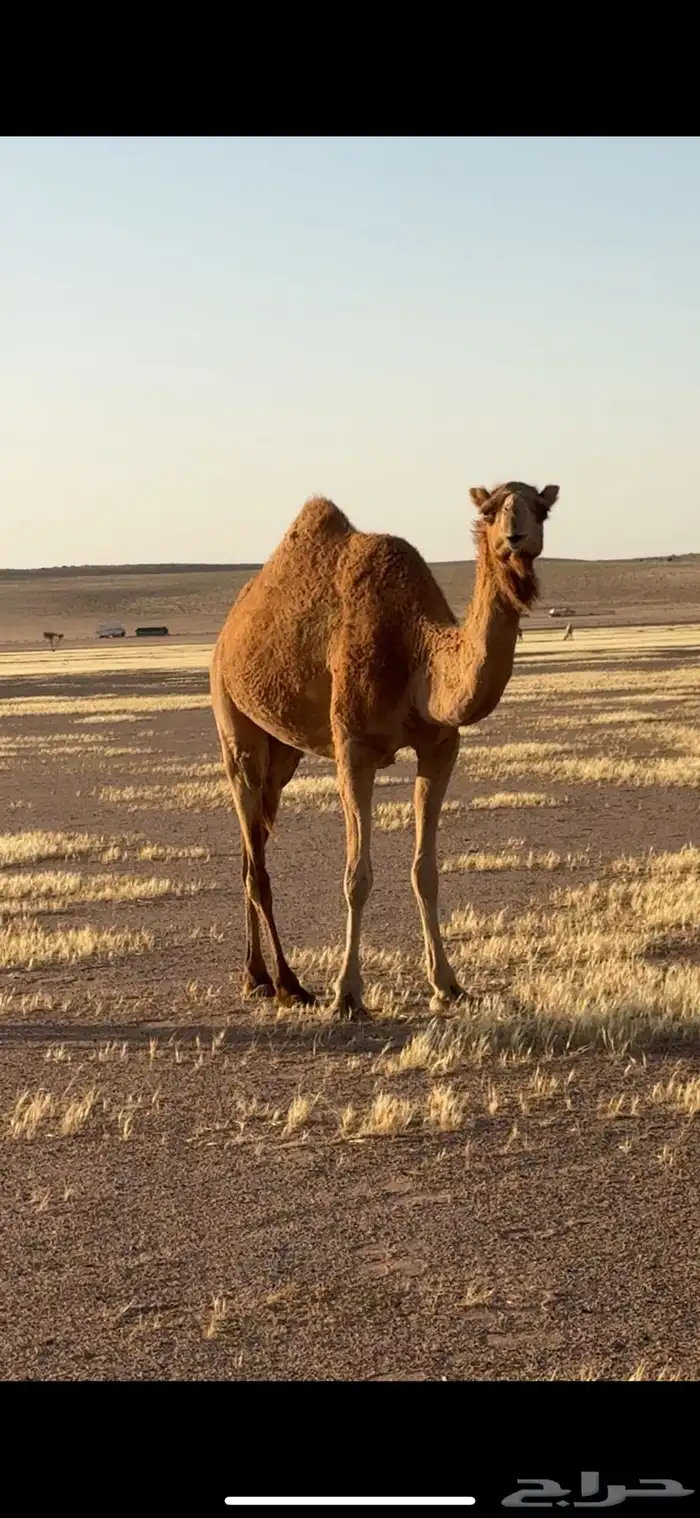 ذلول للبيع 1