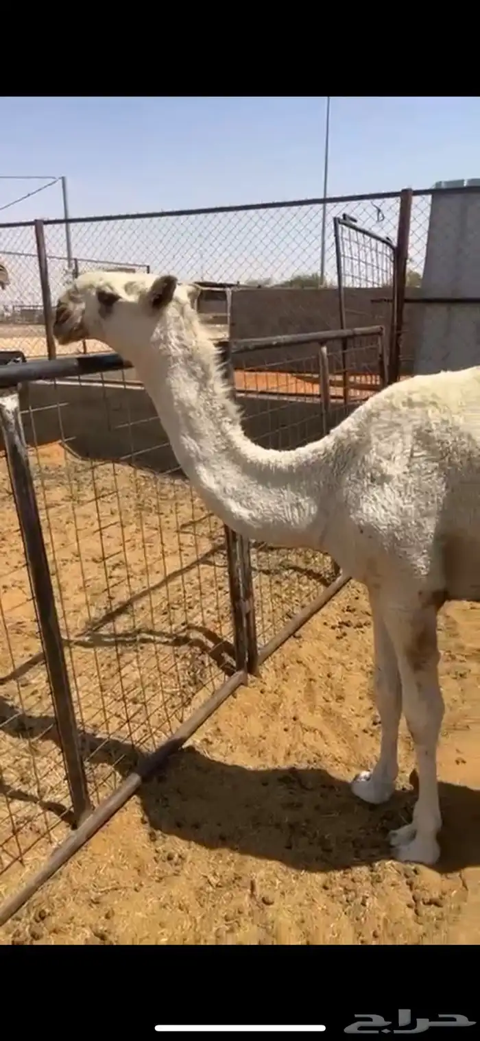 للبيع حواره لوفا 0