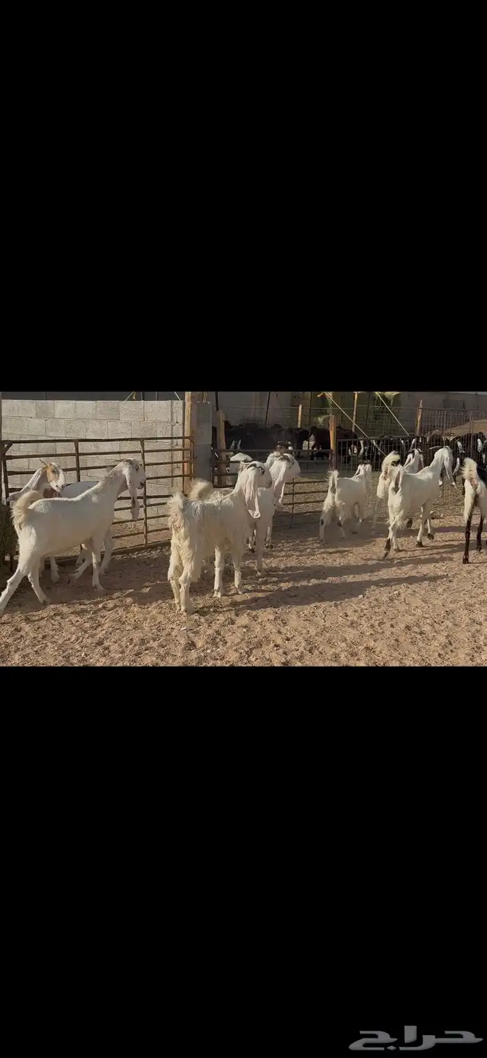 جذعات وثنوات مطوره 9