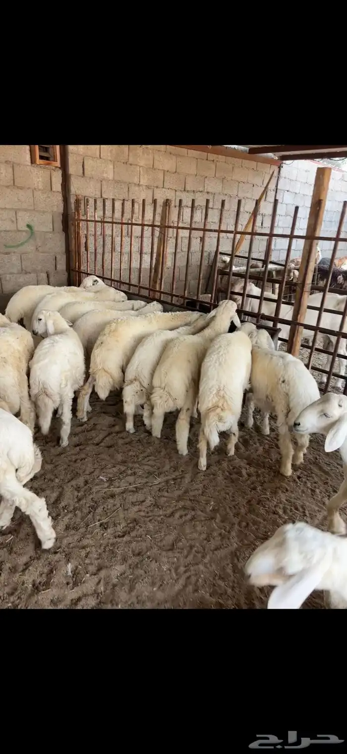 بهم خرفان حريات 6