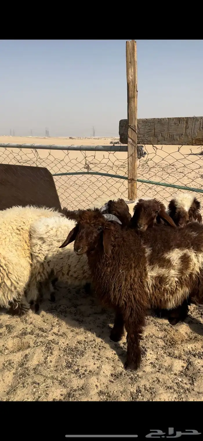 ذبايح نعيمي ونفر جميع الذبايح على الطلب مع التوصيل 2