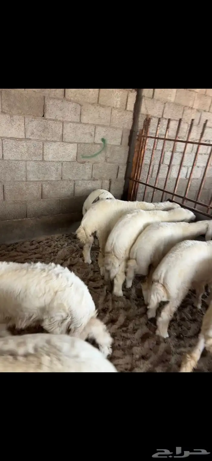 بهم خرفان حريات 3