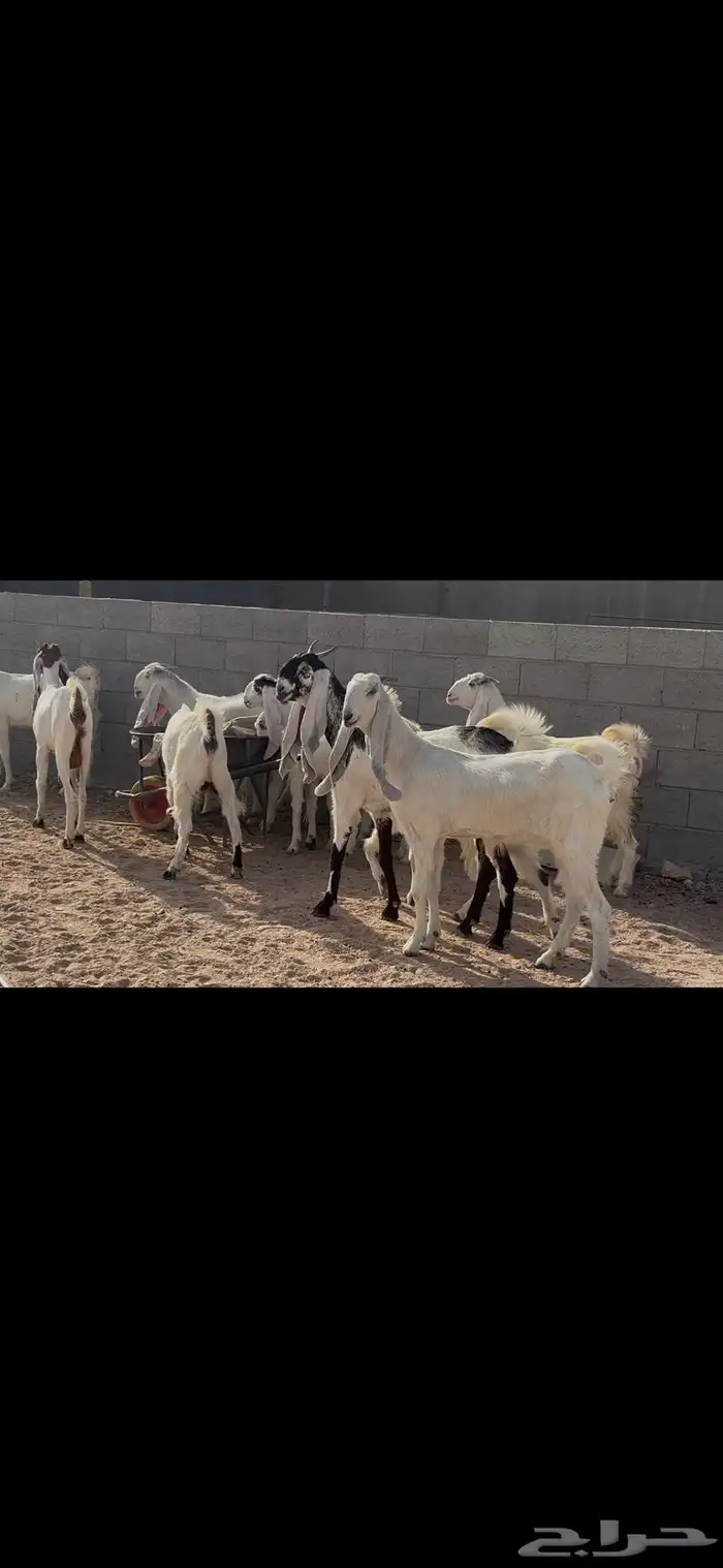 جذعات وثنوات مطوره 4