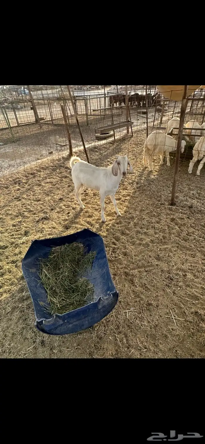 تيس للبيع ( تم البيع) 2