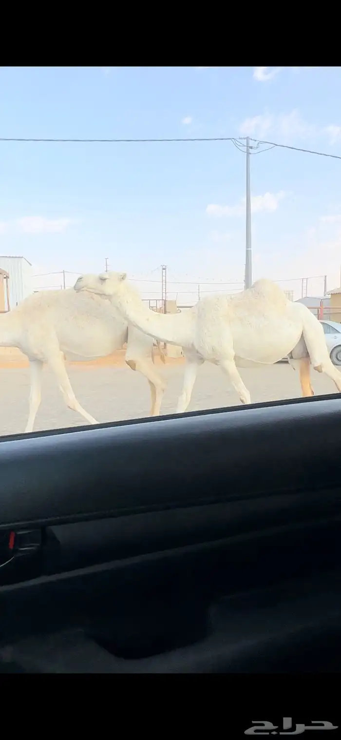 لقحه قريب 1