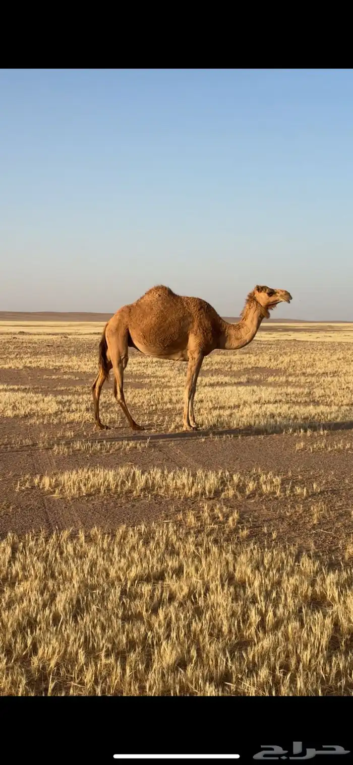 ذلول للبيع 0
