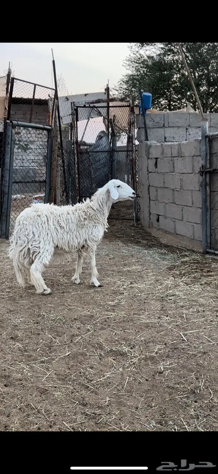 سديس صنف 0