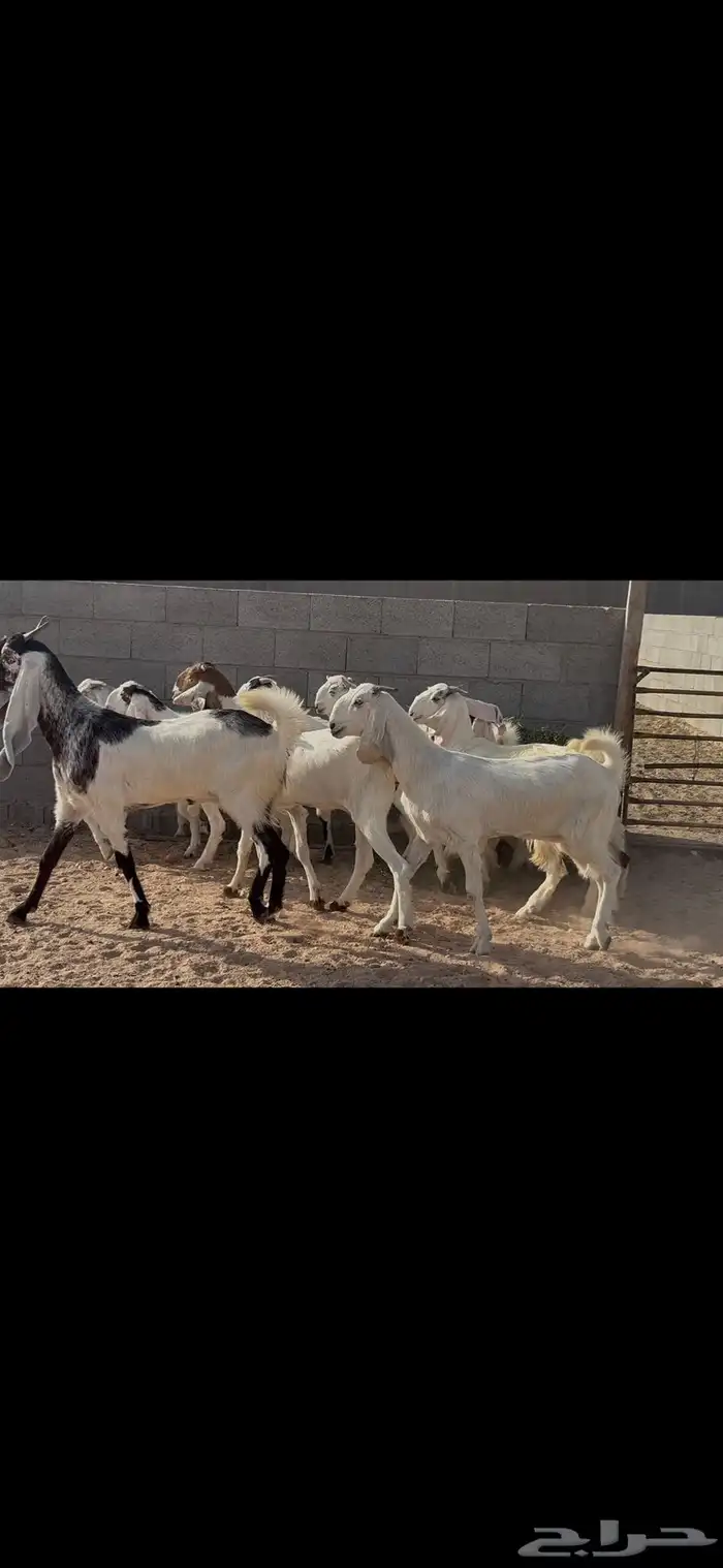 جذعات وثنوات مطوره 12