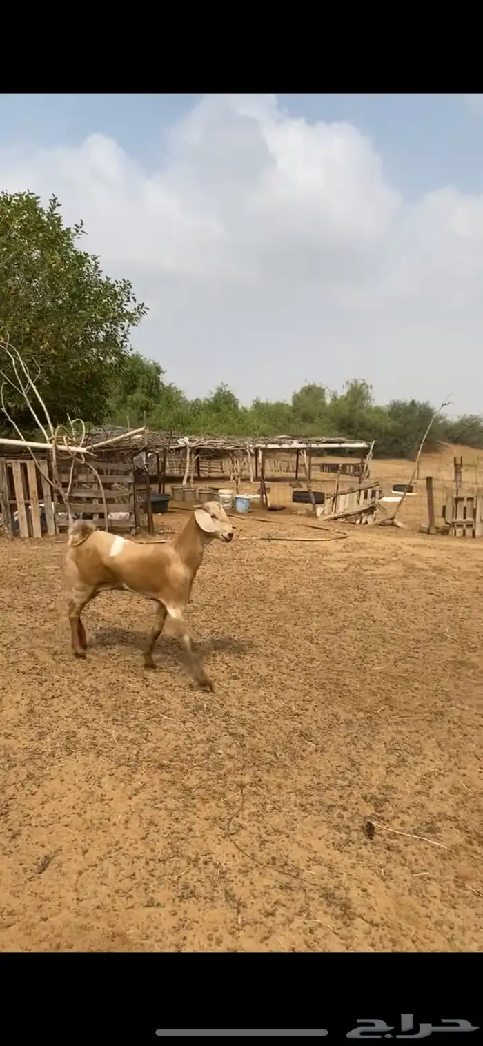 جفرتين فواخر الاعمار حول 7 شهور 1